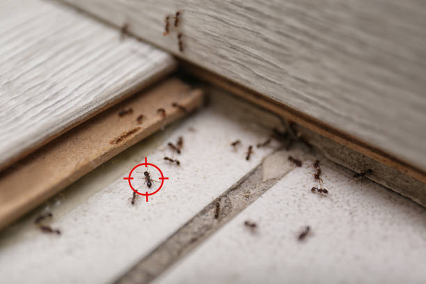 Best Wasp Removal Services  in Lakeland South, WA