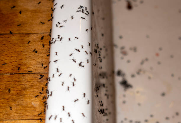 Best Ant Control Services  in Lakeland South, WA