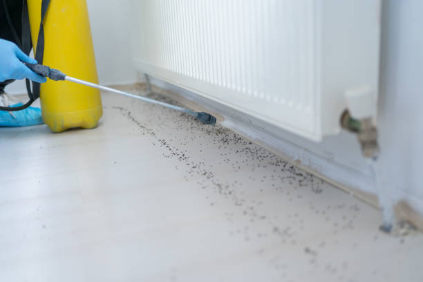 Best Local Pest Control Services  in Lakeland South, WA
